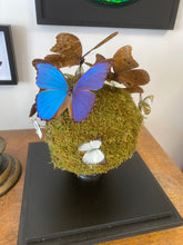 Charger l'image dans la galerie, Vanité avec envolée de morpho didus