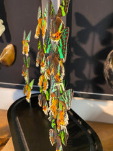 Charger l'image dans la galerie, Globe d’urania de Madagascar