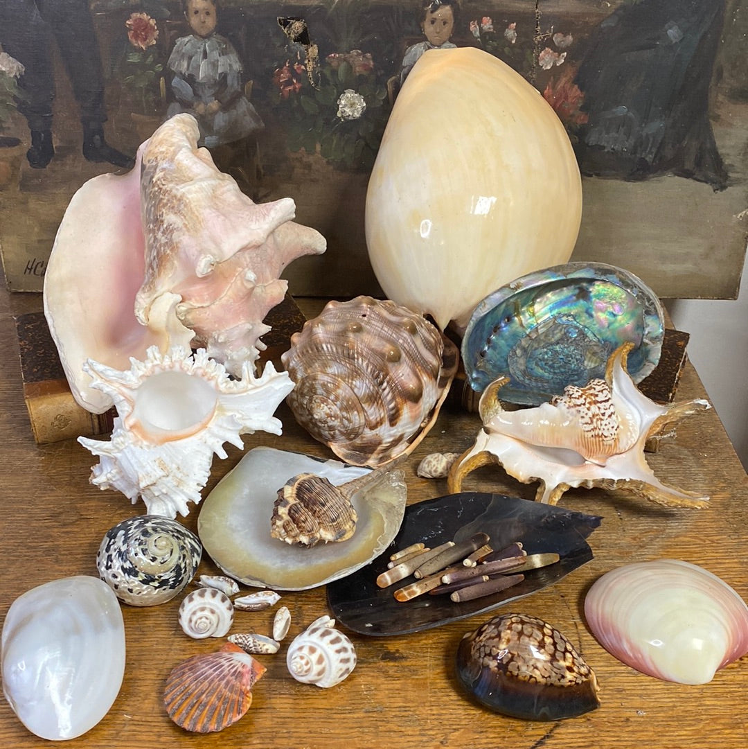 Lot De 4 Camées Véritables En Coquillage - Bijoux Vintage Ou Matière Créative