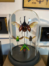 Charger l'image dans la galerie, Envole de scarabées