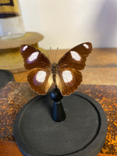 Charger l'image dans la galerie, Globes papillons / scarabées 8x12cm