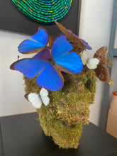 Charger l'image dans la galerie, Vanité avec envolée de morpho didus