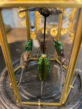 Charger l'image dans la galerie, Prisme hexagonal aux d’insectes