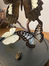 Charger l'image dans la galerie, Cloche envolée de papillons noir et blanc