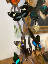 Charger l'image dans la galerie, Envolée de papillons sous globe cylindrique(ENVOI IMPOSSIBL