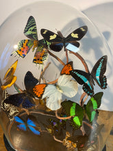 Charger l'image dans la galerie, Envolée de papillons sous globe Napoleon 3, ENVOI IMPOSSIBLE