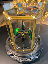 Charger l'image dans la galerie, Prisme hexagonal aux d’insectes