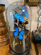 Charger l'image dans la galerie, Globe envolée de papillons et insectes