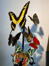 Charger l'image dans la galerie, Envolée de papillons sous globe napoléonien (ENVOI IMPOSSIBLE)