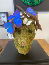 Charger l'image dans la galerie, Vanité avec envolée de morpho didus