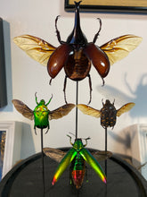 Charger l'image dans la galerie, Envole de scarabées
