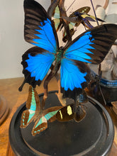 Charger l'image dans la galerie, Globe envolée de papillons et insectes