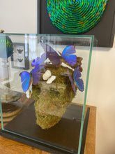 Charger l'image dans la galerie, Vanité avec envolée de morpho didus