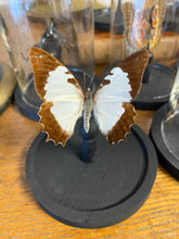 Charger l'image dans la galerie, Globes papillons / scarabées 8x12cm