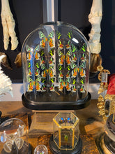 Charger l'image dans la galerie, Globe d’urania de Madagascar