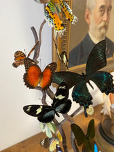Charger l'image dans la galerie, Envolée de papillons sous globe cylindrique(ENVOI IMPOSSIBL