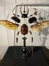 Charger l'image dans la galerie, Eclaté de scarabée sous vitrine