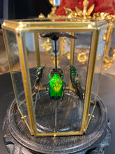 Charger l'image dans la galerie, Prisme hexagonal aux d’insectes