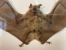 Charger l'image dans la galerie, Cadre chauve-souris