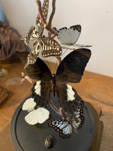 Charger l'image dans la galerie, Cloche envolée de papillons noir et blanc