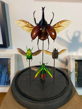 Charger l'image dans la galerie, Envole de scarabées