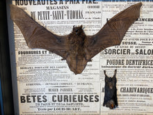 Charger l'image dans la galerie, Cadre duo de chauve souris