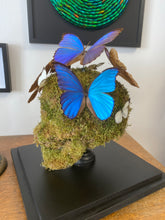 Charger l'image dans la galerie, Vanité avec envolée de morpho didus