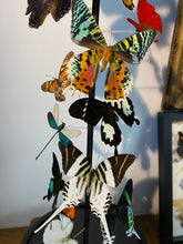 Charger l'image dans la galerie, Envolée de papillons sous globe napoléonien (ENVOI IMPOSSIBLE)