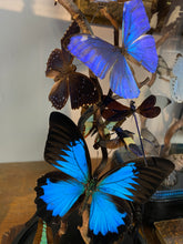 Charger l'image dans la galerie, Globe envolée de papillons et insectes