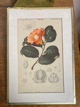 Charger l'image dans la galerie, Tirages encadrés vendus à l’unité