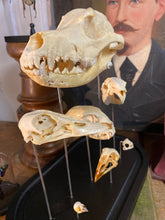 Charger l'image dans la galerie, Globe aux crânes