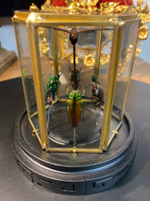 Charger l'image dans la galerie, Prisme hexagonal aux d’insectes