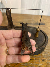 Charger l'image dans la galerie, Chauve-souris en squelette bicéphale et en duo sécher