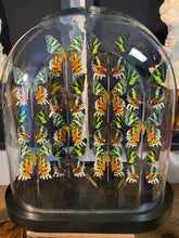 Charger l'image dans la galerie, Globe d’urania de Madagascar