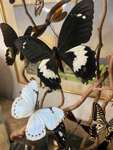 Charger l'image dans la galerie, Envolée de papillons sous globe napoléonien
