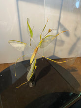 Charger l'image dans la galerie, Eclaté de mante religieuse sous vitrine