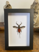 Charger l'image dans la galerie, Cadre « scorpion d’eau »