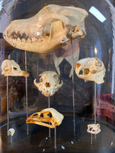 Charger l'image dans la galerie, Globe aux crânes
