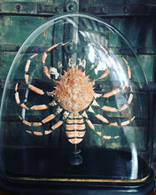 Charger l'image dans la galerie, Eclaté d’araignée de mer sous globe