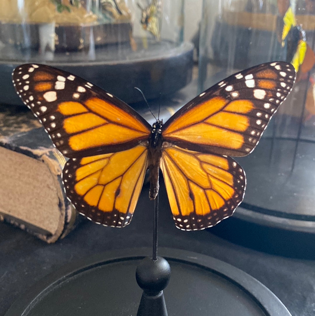Des grandes ailes de papillon en petites pièces de porcelaine par