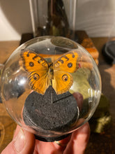 Charger l&#39;image dans la galerie, Globe bulle papillon jumonia almana
