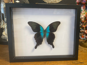 Cadre papillon