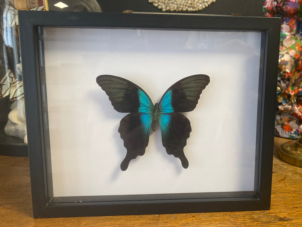Cadre papillon