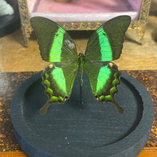 Charger l&#39;image dans la galerie, Globe papillon
