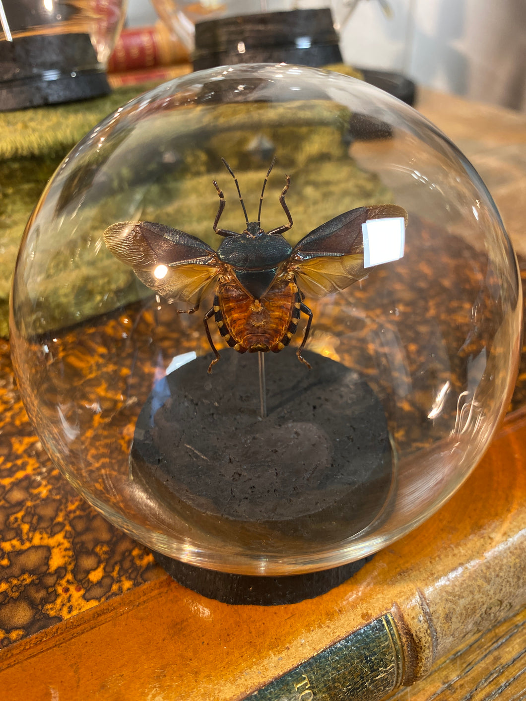 Globe bulle mattiphus celebensis