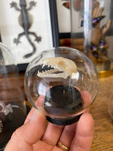 Charger l'image dans la galerie, Globe bulle crâne de chauve souris
