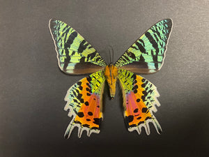 Cadre papillon Urania ripheus