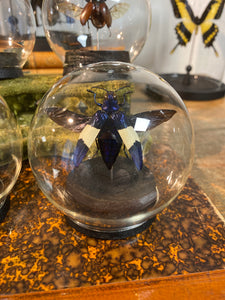 Globe bulle chrysochroa castelnaudi