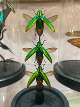 Charger l'image dans la galerie, Globe trio de chrysochroa fulminans
