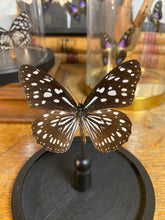 Charger l'image dans la galerie, Papillon sous globe en verre
